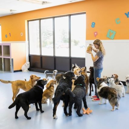 Day Care
