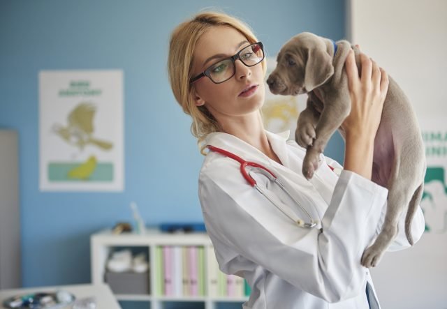 Veterinary