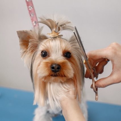 Dog Full Grooming | Cat Grooming | Dog Grooming | Book Now Dog Full Grooming