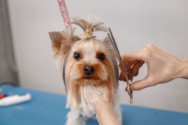 Dog Full Grooming | Cat Grooming | Dog Grooming | Book Now Dog Full Grooming
