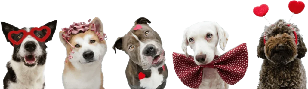 Emergency Vet Emergency Vet Home Visit Emergency Pet Clinic Emergency Pet Care Dubai Emergency Vet 24 hour in Dubai