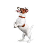 Prime Paws Best Vet Clinic and Top Vet Clinic in Dubai in 2025