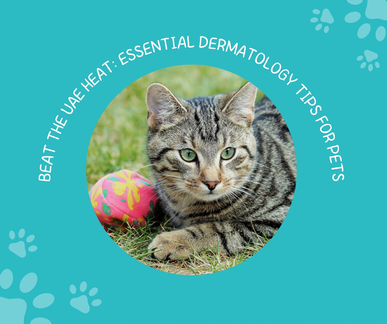 Beat the UAE Heat Essential Dermatology Tips for Pets