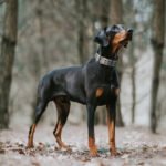 Fida Heavy Duty Dog Collar - Image 7