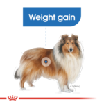 Royal Canin Maxi Light Weight Care 12 KG - Image 6