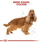 Royal Canin Cocker Adult 3 KG - Image 6